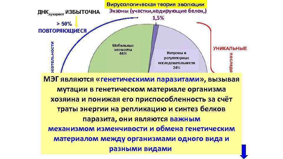 Вирусологическая теория эволюции ДНКэукариот ИЗБЫТОЧНА > 50% Экзоны (участки, кодирующие белок, ) 1, 5%