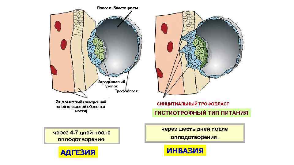 Трофобласт это