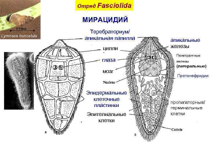 Отряд Fasciolida МИРАЦИДИЙ 5 -10 мм Lymnaea truncatula Теребраториум/ апикальная папилла цилли глаза мозг