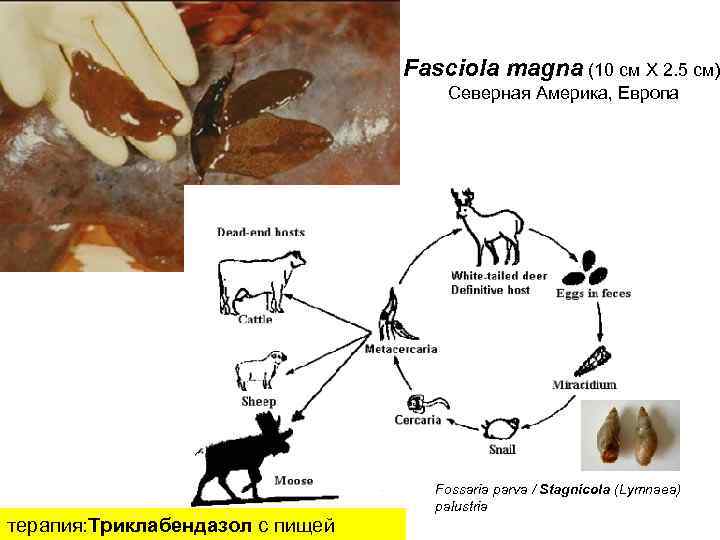 Fasciola magna (10 см Х 2. 5 см) Северная Америка, Европа терапия: Триклабендазол с