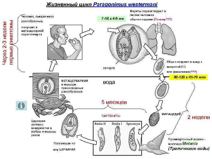 Легочный сосальщик схема