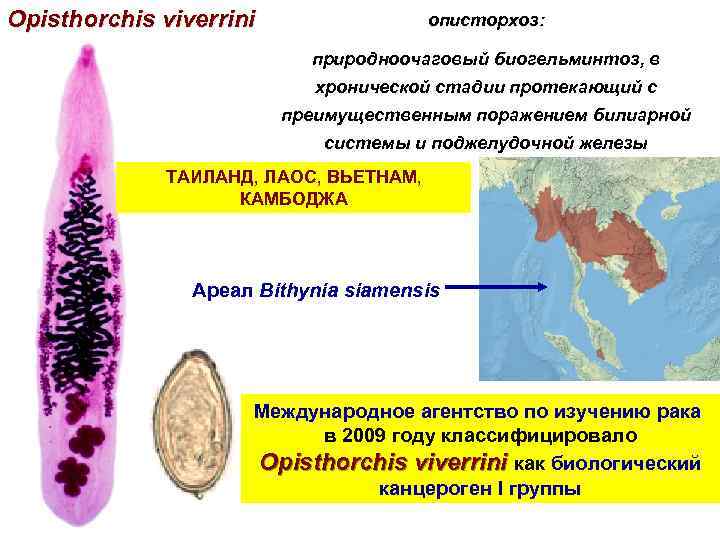 Описторхоз это. Описторхоз гельминтология. Opisthorchis felineus и Opisthorchis viverrini..