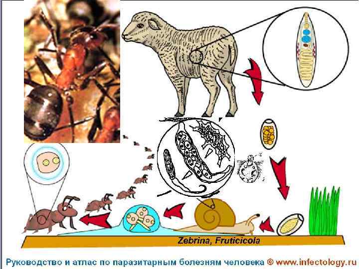 Zebrina, Fruticicola 