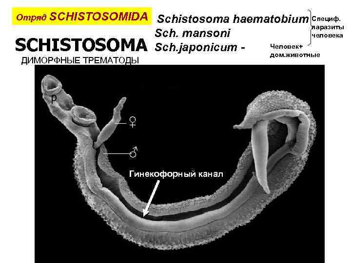 Отряд SCHISTOSOMIDA Schistosoma SCHISTOSOMA haematobium Специф. Sch. mansoni Sch. japonicum - ДИМОРФНЫЕ ТРЕМАТОДЫ р