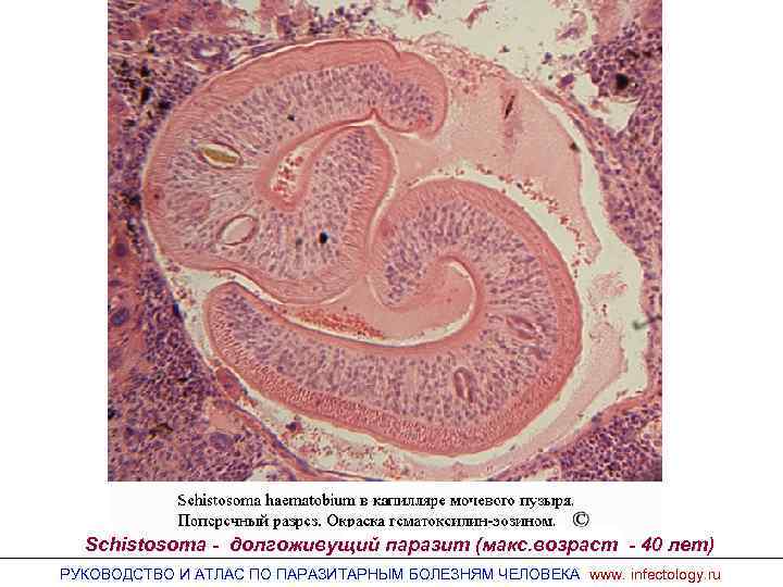 Schistosoma - долгоживущий паразит (макс. возраст - 40 лет) РУКОВОДСТВО И АТЛАС ПО ПАРАЗИТАРНЫМ