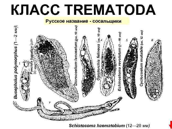 Cyclocoelum mutabile (ок. 12 мм) Echinostoma revolutum (7— 10 мм) Opistorchis felineus (ок. 10