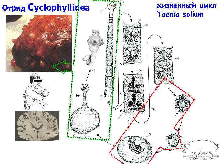 Отряд Cyclophyllidea жизненный цикл Taenia solium 