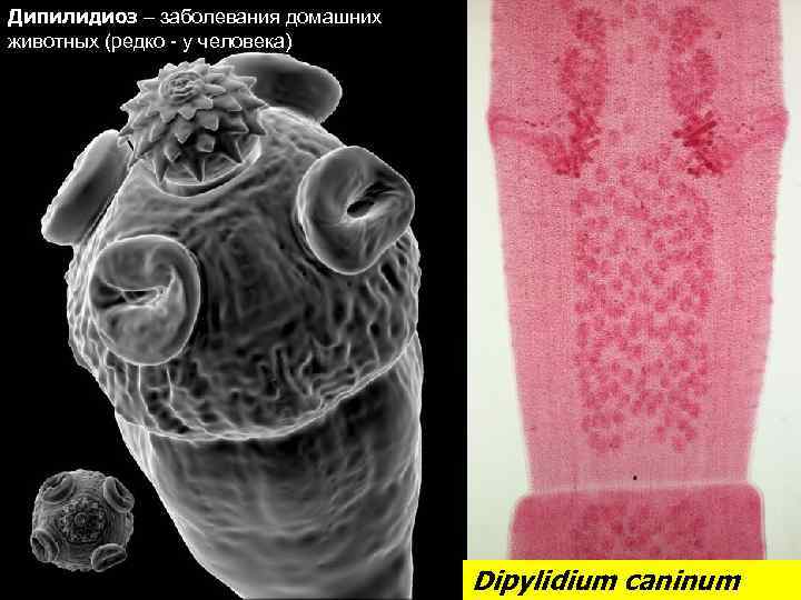 Дипилидиоз – заболевания домашних животных (редко - у человека) (у человека) Dipylidium caninum 