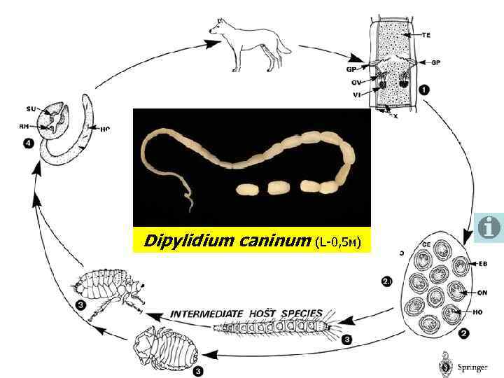 Dipylidium caninum (L-0, 5 м) (огуречный цепень) 