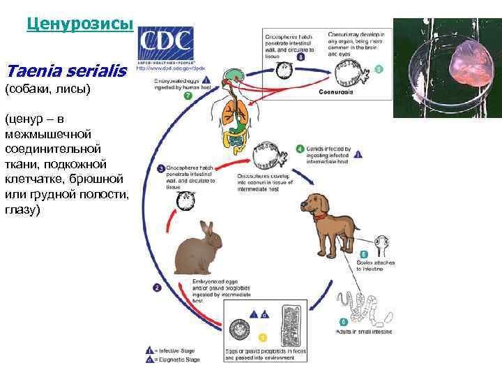 Ценурозисы Taenia serialis (собаки, лисы) (ценур – в межмышечной соединительной ткани, подкожной клетчатке, брюшной