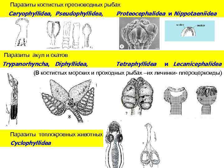 Паразиты костистых пресноводных рыбах Caryophyllidea, Pseudophyllidea, Proteocephalidea и Nippotaeniidea Паразиты акул и скатов Trypanorhyncha,