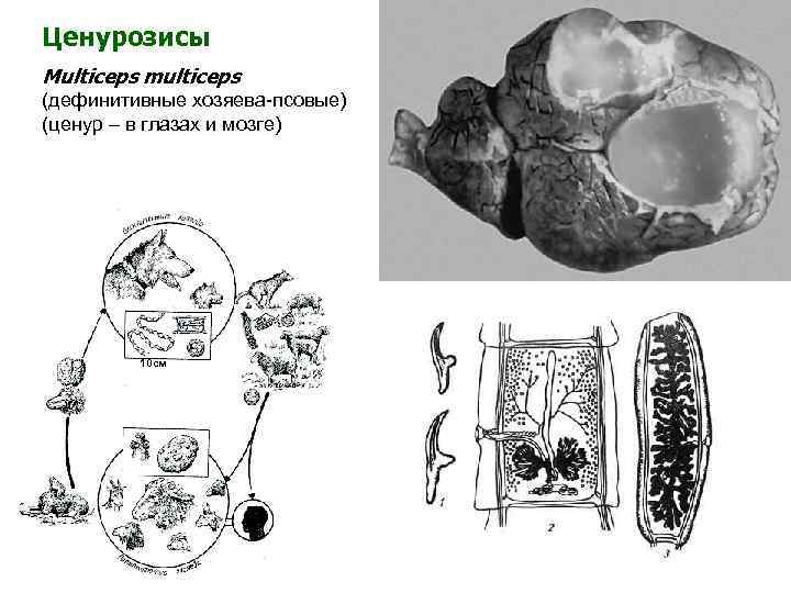 Ценурозисы Multiceps multiceps (дефинитивные хозяева-псовые) (ценур – в глазах и мозге) 10 см 