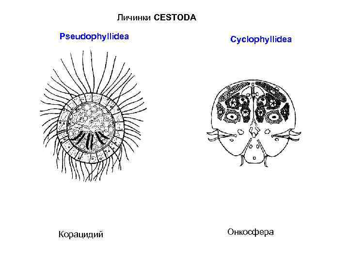 Личинки CESTODA Pseudophyllidea Корацидий Cyclophyllidea Онкосфера 