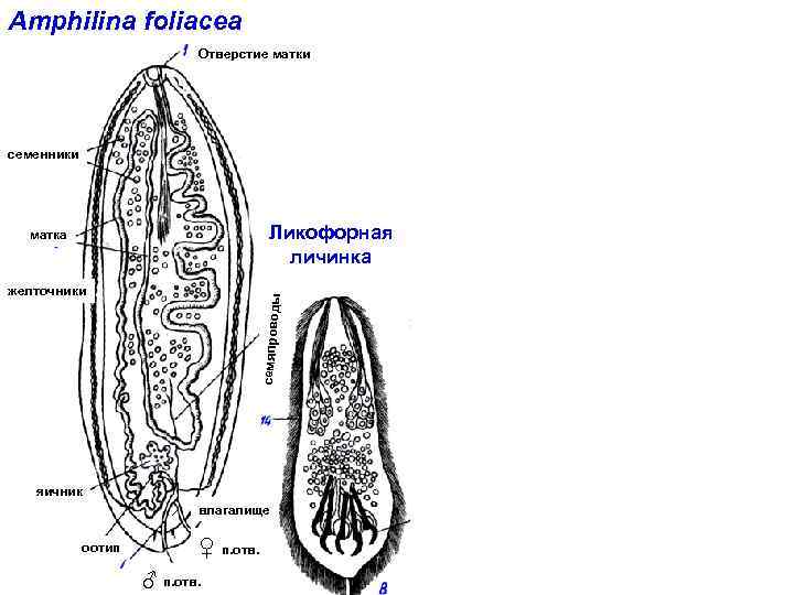 Amphilina foliacea Отверстие матки семенники Ликофорная личинка матка семяпрово ды желточники яичник влагалище оотип