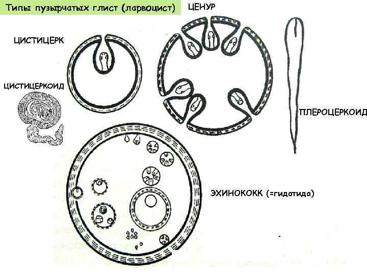 К ленточным червям относятся эхинококк свиной