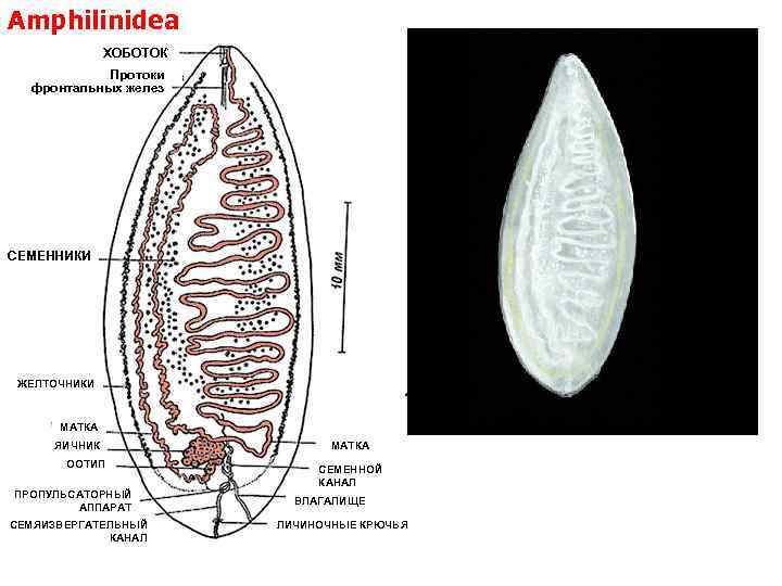 Amphilinidea Выделительная система амфилин ХОБОТОК Протоки фронтальных желез СЕМЕННИКИ ЖЕЛТОЧНИКИ Amphilina МАТКА ЯИЧНИК ООТИП