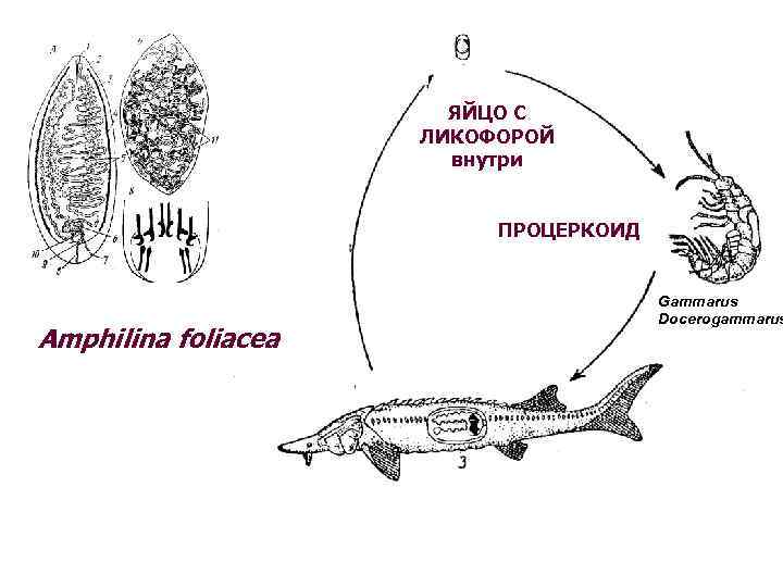 ЯЙЦО С ЛИКОФОРОЙ внутри ПРОЦЕРКОИД Amphilina foliacea Gammarus Docerogammarus 