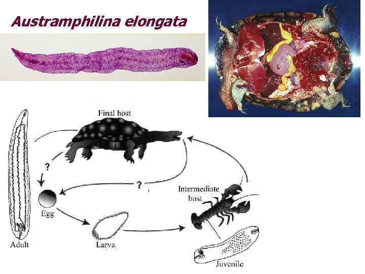 Austramphilina elongata 