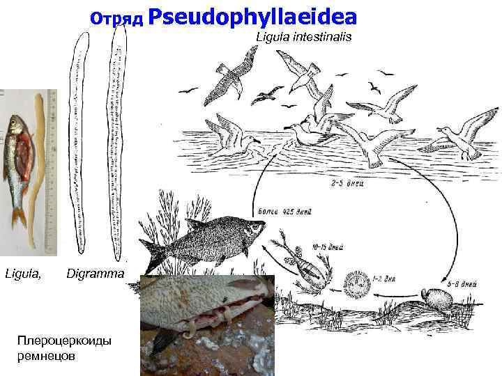 Отряд Pseudophyllaeidea Ligula intestinalis Ligula, Digramma Плероцеркоиды ремнецов 