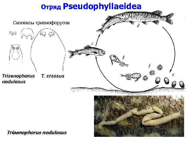 Отряд Pseudophyllaeidea Сколексы триенофорусов Triaenophorus nodulosus T. crassus Triaenophorus nodulosus 