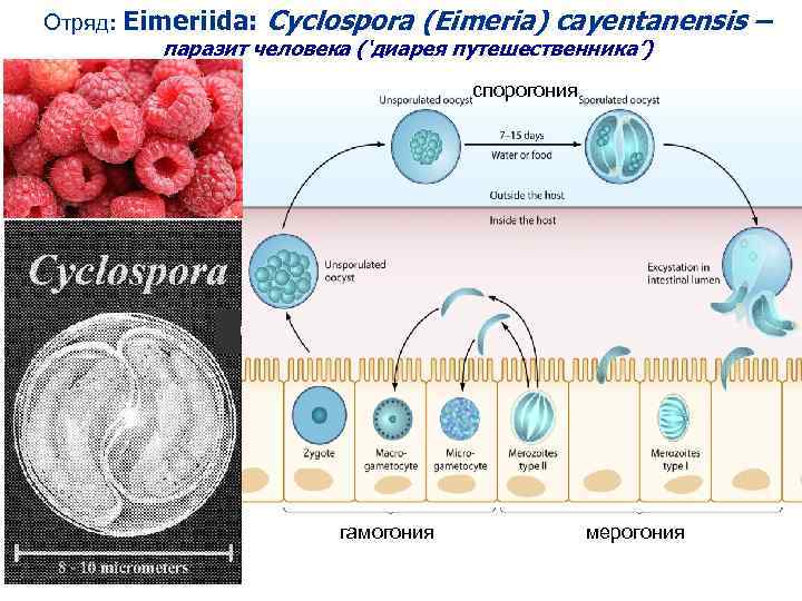 Отряд: Eimeriida: Cyclospora (Eimeria) cayentanensis паразит человека (‘диарея путешественника’) спорогония гамогония мерогония – 