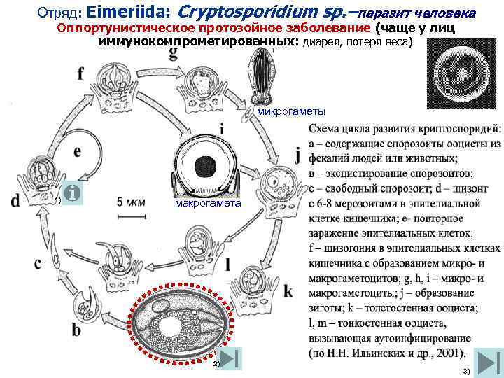 Отряд: Eimeriida: Cryptosporidium sp. –паразит человека Оппортунистическое протозойное заболевание (чаще у лиц иммунокомпрометированных: диарея,
