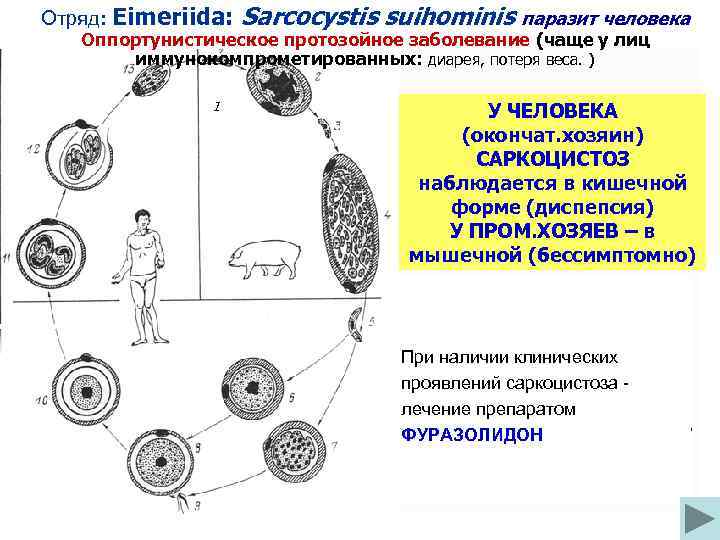 Отряд: Eimeriida: Sarcocystis suihominis паразит человека Оппортунистическое протозойное заболевание (чаще у лиц иммунокомпрометированных: диарея,