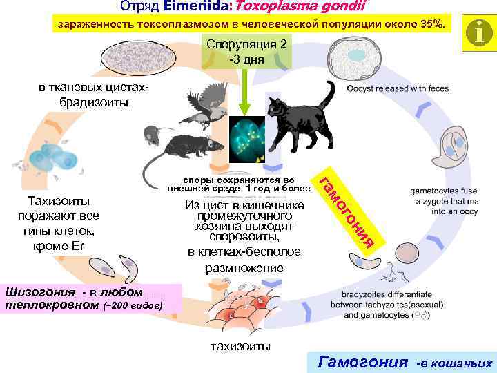 Отряд Eimeriida: Toxoplasma gondii зараженность токсоплазмозом в человеческой популяции около 35%. Споруляция 2 -3