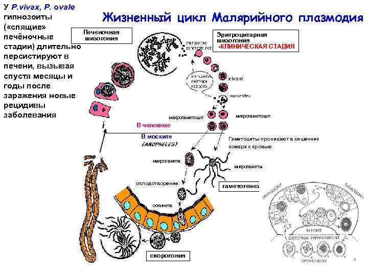 У P. vivax, P. ovale гипнозоиты Жизненный цикл ( «спящие» Печеночная печёночные шизогония стадии)