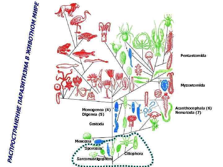 Е М МИР ВОТНО А В ЖИ ИТИЗМ Pentastomida РАСПР ОСТРА НЕНИЕ ПАРАЗ Myzostomida