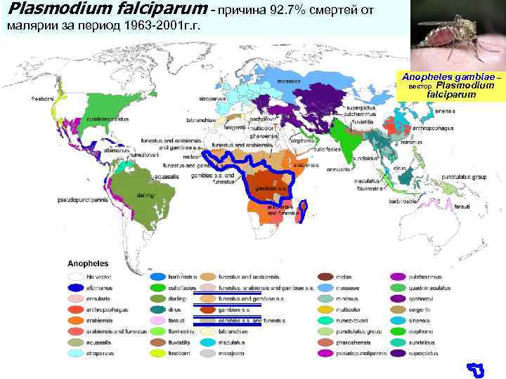 Plasmodium falciparum - причина 92. 7% смертей от малярии за период 1963 -2001 г.