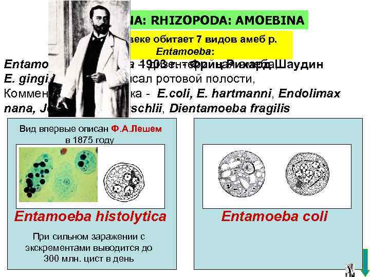 SARCODINA: RHIZOPODA: AMOEBINA В человеке обитает 7 видов амеб р. Entamoeba: Entamoeba histolytica –