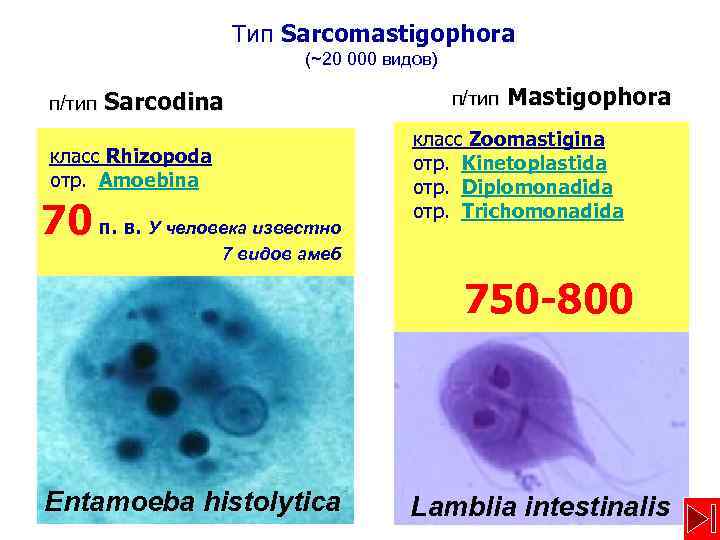  Тип Sarcomastigophora (~20 000 видов) п/тип Sarcodina класс Rhizopoda отр. Amoebina 70 п.