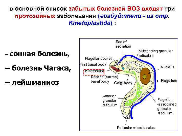 в основной список забытых болезней ВОЗ входят три протозойных заболевания (возбудители - из отр.