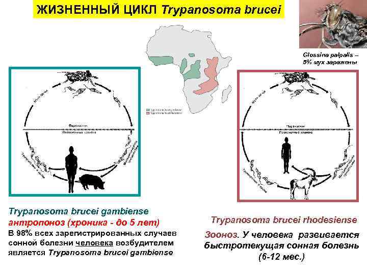 ЖИЗНЕННЫЙ ЦИКЛ Trypanosoma brucei Glossina palpalis – 5% мух заражены Trypanosoma brucei gambiense антропоноз