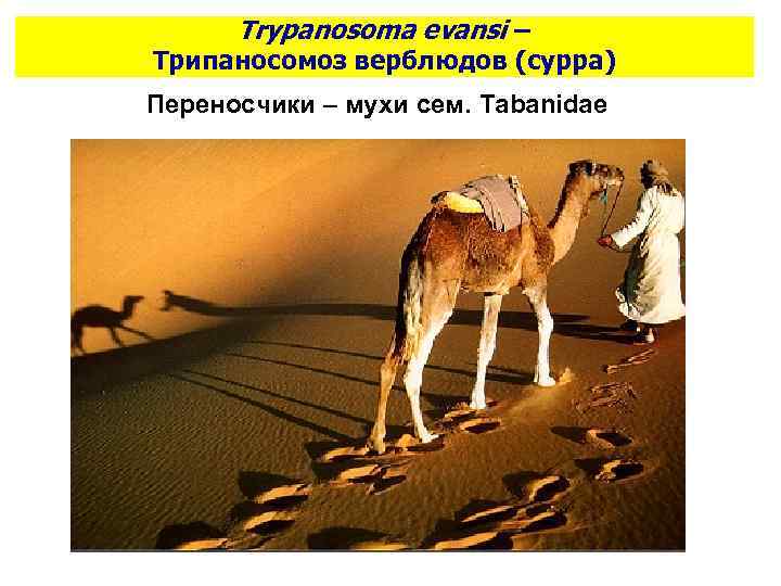 Trypanosoma evansi – Трипаносомоз верблюдов (сурра) Переносчики – мухи сем. Tabanidae 