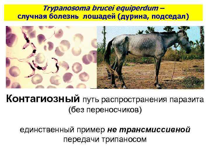 Trypanosoma brucei equiperdum – случная болезнь лошадей (дурина, подседал) Контагиозный путь распространения паразита (без