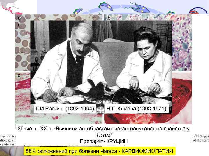 Reduviidae: р. Triatoma Г. И. Роскин (1892 -1964) Н. Г. Клюева (1898 -1971) 30