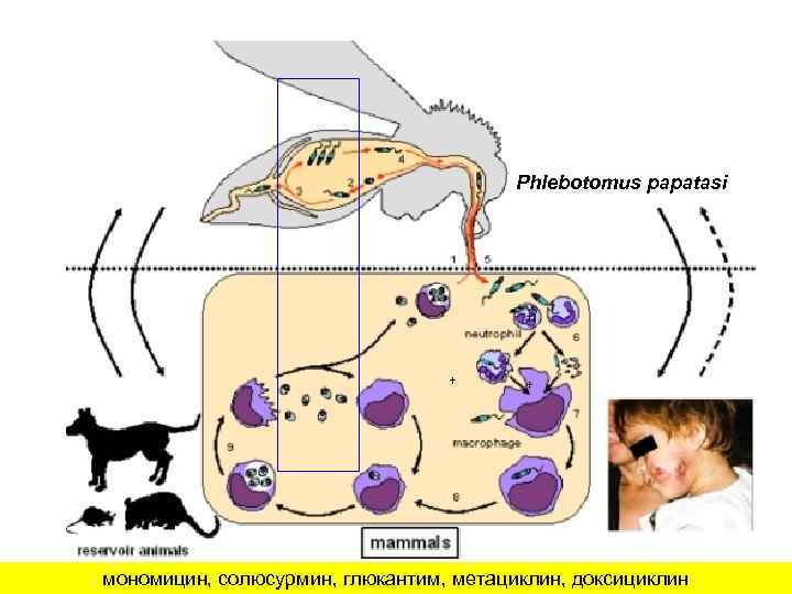 Phlebotomus papatasi + + + мономицин, солюсурмин, глюкантим, метациклин, доксициклин 