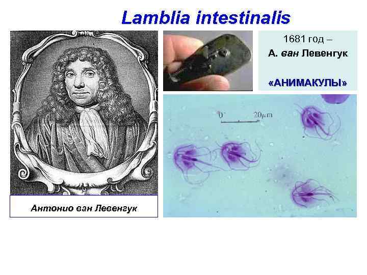 Lamblia intestinalis 1681 год – А. ван Левенгук «АНИМАКУЛЫ» Антонио ван Левенгук 