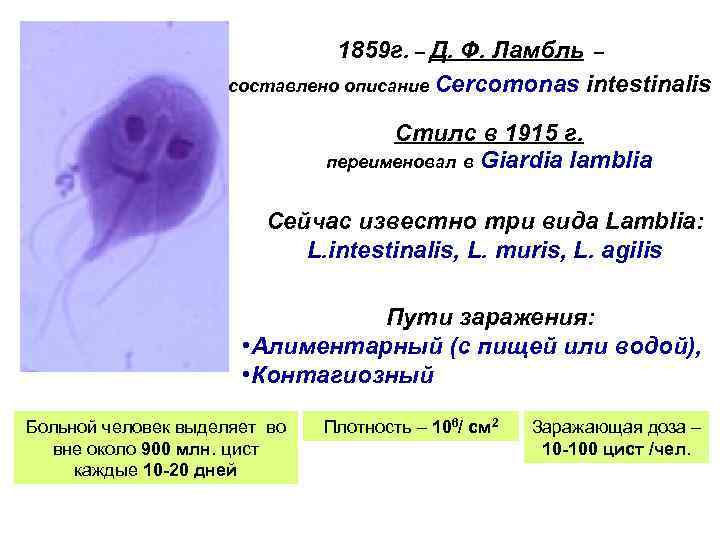1859 г. – Д. Ф. Ламбль – составлено описание Cercomonas intestinalis Стилс в 1915