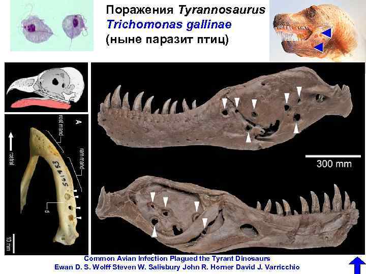 Поражения Tyrannosaurus rex Trichomonas gallinae (ныне паразит птиц) Common Avian Infection Plagued the Tyrant