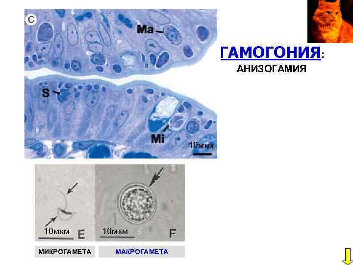ГАМОГОНИЯ: АНИЗОГАМИЯ 10 мкм МИКРОГАМЕТА 10 мкм МАКРОГАМЕТА 