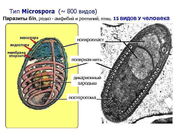 Тип Microspora (~ 800 видов) Паразиты б/п, редко - амфибий и рептилий, птиц. 15