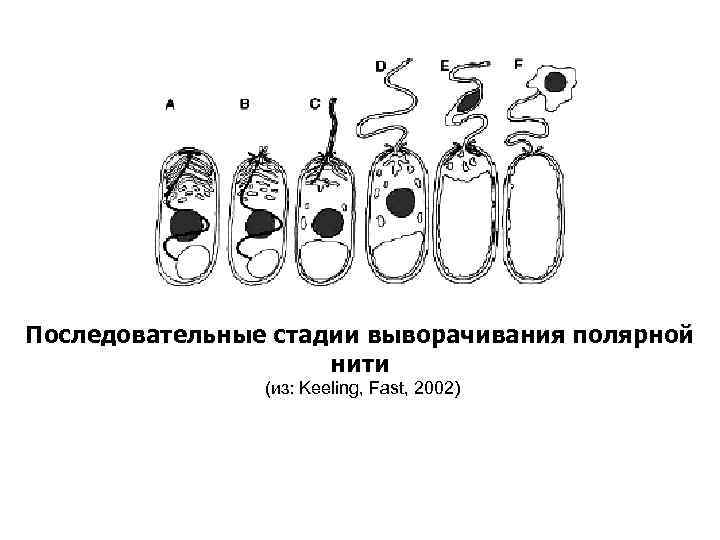 Последовательные стадии выворачивания полярной нити (из: Keeling, Fast, 2002) 