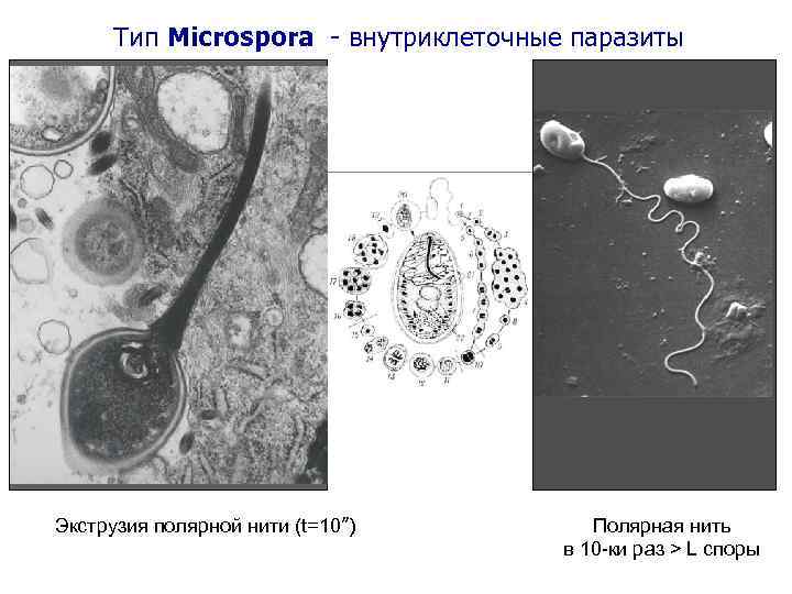 Тип Microspora - внутриклеточные паразиты Экструзия полярной нити (t=10’’) Полярная нить в 10 -ки