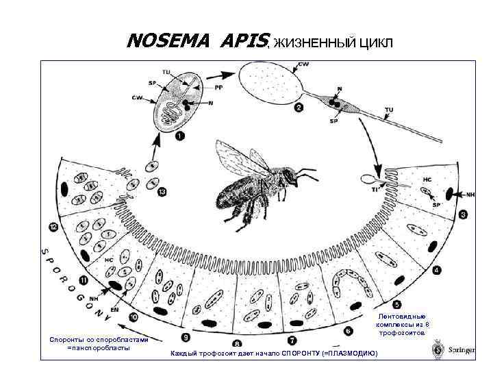 NOSEMA APIS, ЖИЗНЕННЫЙ ЦИКЛ Споронты со споробластами =панспоробласты Лентовидные комплексы из 8 трофозоитов Каждый