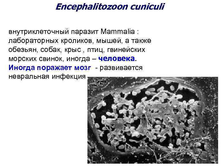 Encephalitozoon cuniculi внутриклеточный паразит Mammalia : лабораторных кроликов, мышей, а также обезьян, собак, крыс