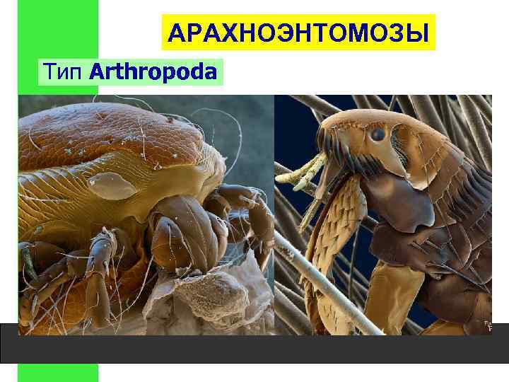 АРАХНОЭНТОМОЗЫ Тип Arthropoda 