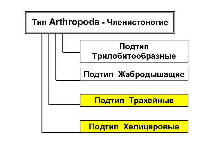 Тип Arthropoda - Членистоногие Подтип Трилобитообразные Подтип Жабродышащие Подтип Трахейные Подтип Хелицеровые 